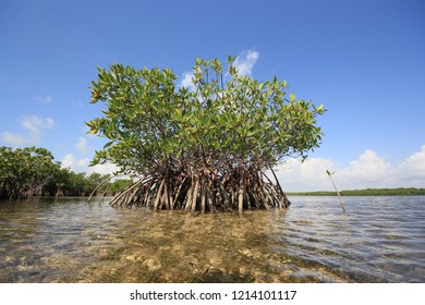 409 Florida keys turtle Images, Stock Photos & Vectors | Shutterstock