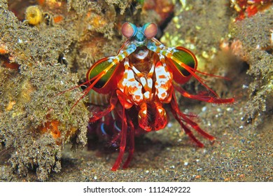 Red mantis shrimp on the tropical coral reef. Underwater animal in the exotic sea. Detail of aquatic wildlife.