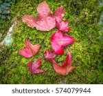 Red Maple