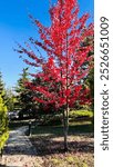 The red maple (Acer rubrum) is a deciduous tree common in eastern North America. According to the U.S. Forest Service, it is the most common tree in the United States.