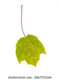 Red Maple Acer Rubrum Isolated Leaf