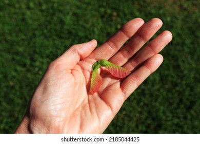 Red Maple, Acer Rubrum, Seed In Hand.