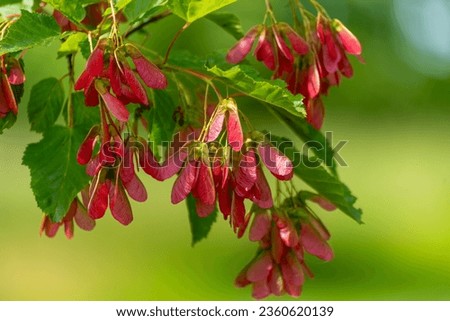 Red maple, Acer Rubrum, seeds or samaras on the tree in spring