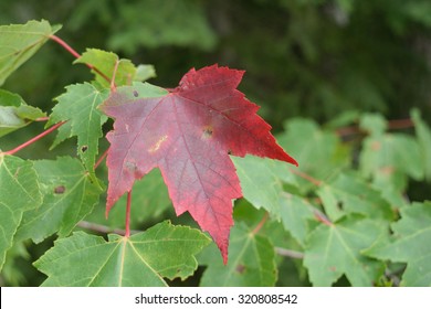 Red Maple (Acer rubrum) Tree Beginning to Show Fall Colors