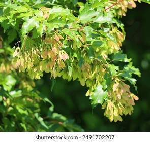 Red maple is easy to grow in average, medium to wet, well-drained soil in full sun to partial shade.