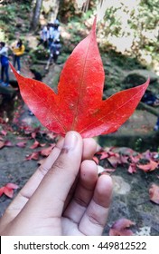 red maple in a hand