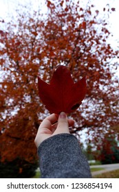 Red Maple Leaf 