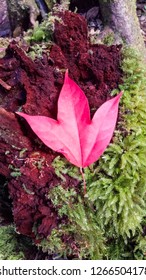 Red maple leaf
