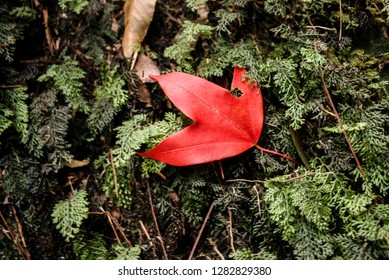 Red maple leaf