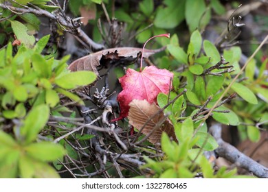 Red maple leaf	