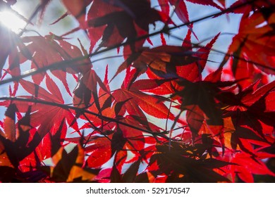 Red Maple leaf