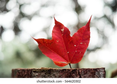 a red maple Leaf