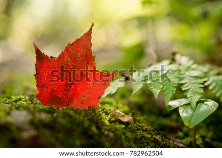 Red maple leaf