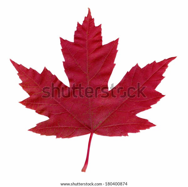 red maple leaf shape
