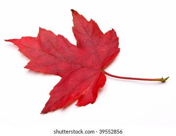 Red Maple Leaf (Acer Rubrum)