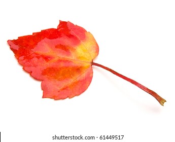 Red Maple Leaf (Acer Rubrum)