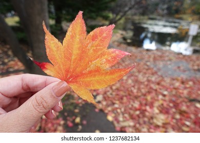 Red maple leaf  against blurred background.                             