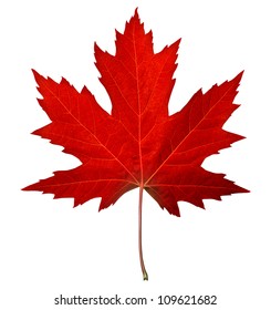 Red maple leaf as an autumn symbol as a seasonal themed concept as an icon of the fall weather on an isolated white background.