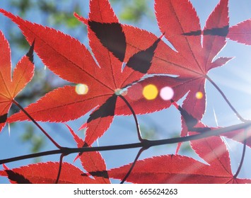 Red maple leaf Blue sky and sunlight