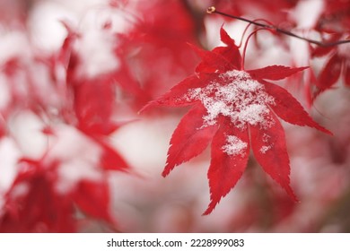Red maple leaf covered with first snow. Other Japanese maple leaves blurred in the background. Palmate maple covered with snow. First snowflakes on smooth Japanese maple. Contrast of red and white. - Shutterstock ID 2228999083