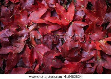 Red maple leaf fall on ground during autumn in the North of Thailand