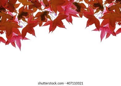 Red Maple Leaf Frame On White Background
