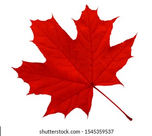 Red maple leaf isolated on white. Clipping Path included.