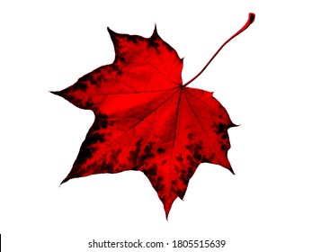 Red Maple Leaf Isolated On White Background. Maple Red Leaf Canada Symbol. Red Maple Leaf As  Autumn Symbol & Seasonal Theme Concept, Icon Of Fall Weather. Canadian Flag Single Leave Realistic