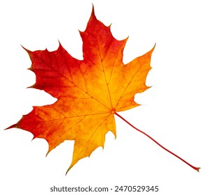 Red maple leaf isolated on white background. Red leaf is a symbol of autumn. - Powered by Shutterstock