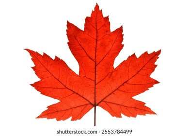 Red maple leaf isolated on white background
