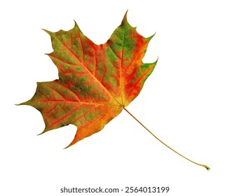 Red maple leaf isolated on white background. Red leaf is a symbol of autumn.
