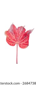 Red maple leaf isolated on white background
