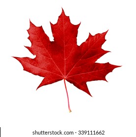 Red Maple Leaf, Isolated On White