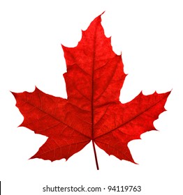 Red Maple Leaf, Isolated On White