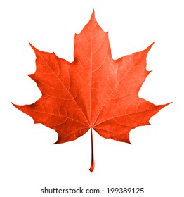 Red maple leaf isolated white background.