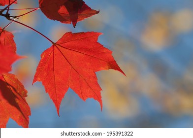 Red Maple Leaf On Branch