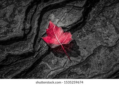 Red Maple Leaf On Canadian Shield