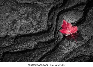 Red Maple Leaf On Canadian Shield