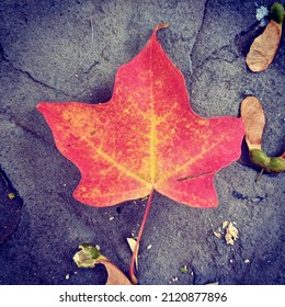 Red Maple Leaf On Cracked Driveway In Fall