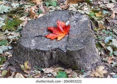 Red maple leaf on an old stump in the park close up.