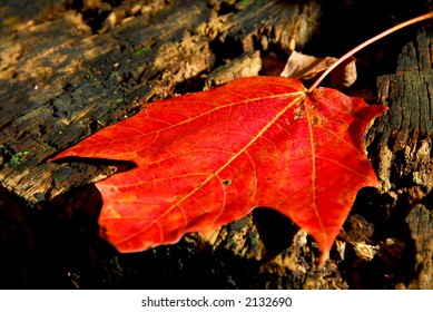 Red maple leaf on old tree stump
