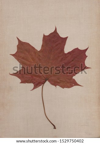 Red maple leaf on the surface of textile wheat ( Feuille d'érable ). Ácernus folium