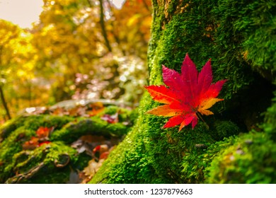 Red maple leaf on the tree in Autumn season at Daedunsan mountain, South Korea.