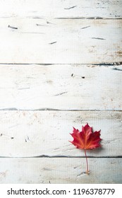 Red maple leaf on white