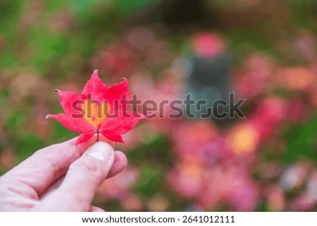 red maple leaf with orange heart shape in fingers at Enkoji temple garden, Kyoto, Japan. Famous travel destination of Rinzai Zen Buddhist sects in Kansai at fall.
