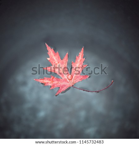 A red maple leaf with raindrops on it floats on the surface of the water. Symbol of the canadian flag. Concept of Canada day.