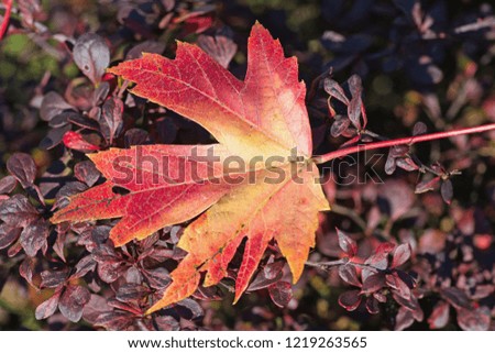 Red Maple leaf sitting on Burberry bush