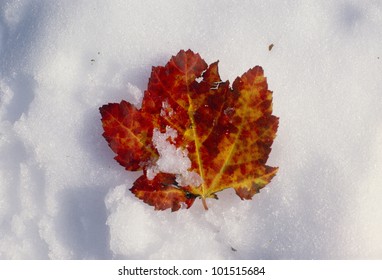 Red Maple Leaf In Snow, Acadia National Park, Maine