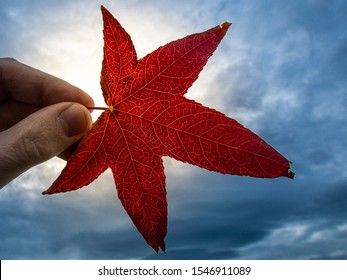 Red maple leaf with sun in backgorund