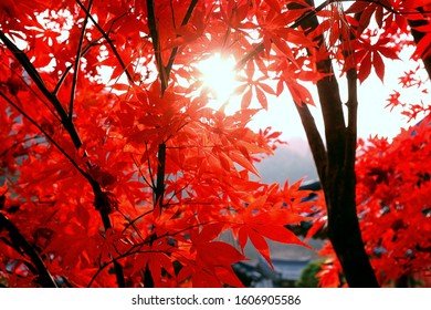 Red maple leaf with sun rays through branches of trees.